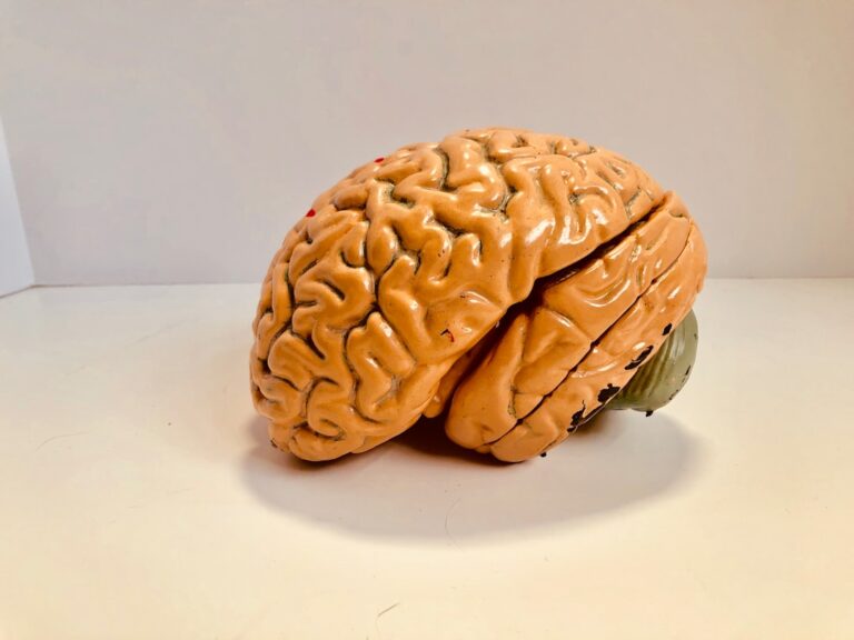 Photo Brain circuitry