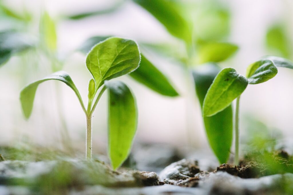 Photo Personal growth