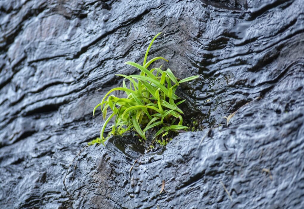 Photo Growth mindset