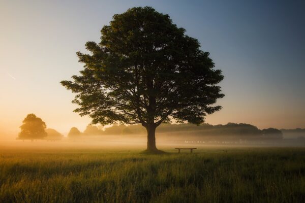 Photo Mindful walking