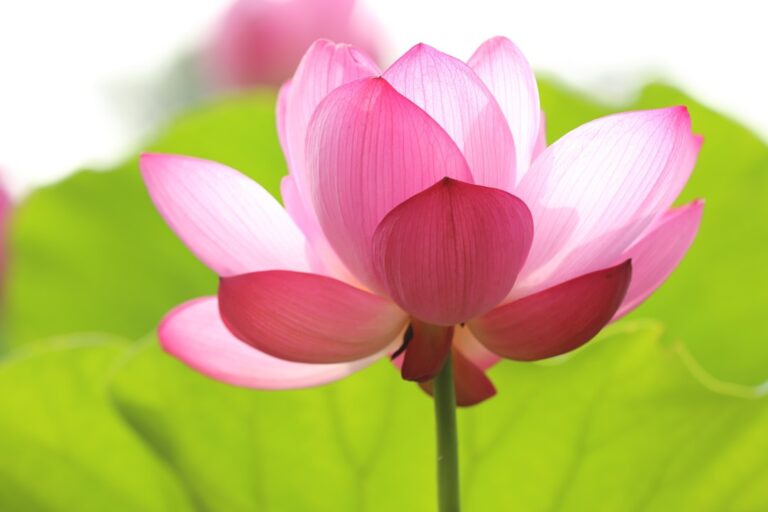 Photo Blooming Lotus