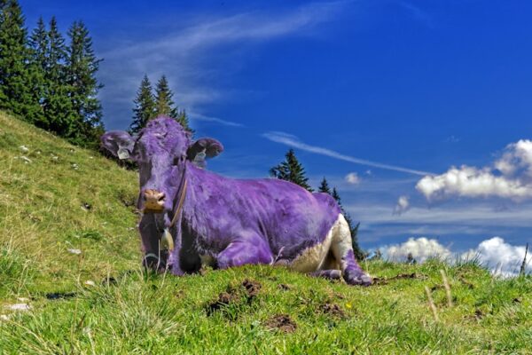 Photo "Purple Cow by Seth Godin"