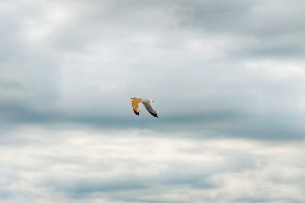 Photo "Letting Go by David R Hawkins"