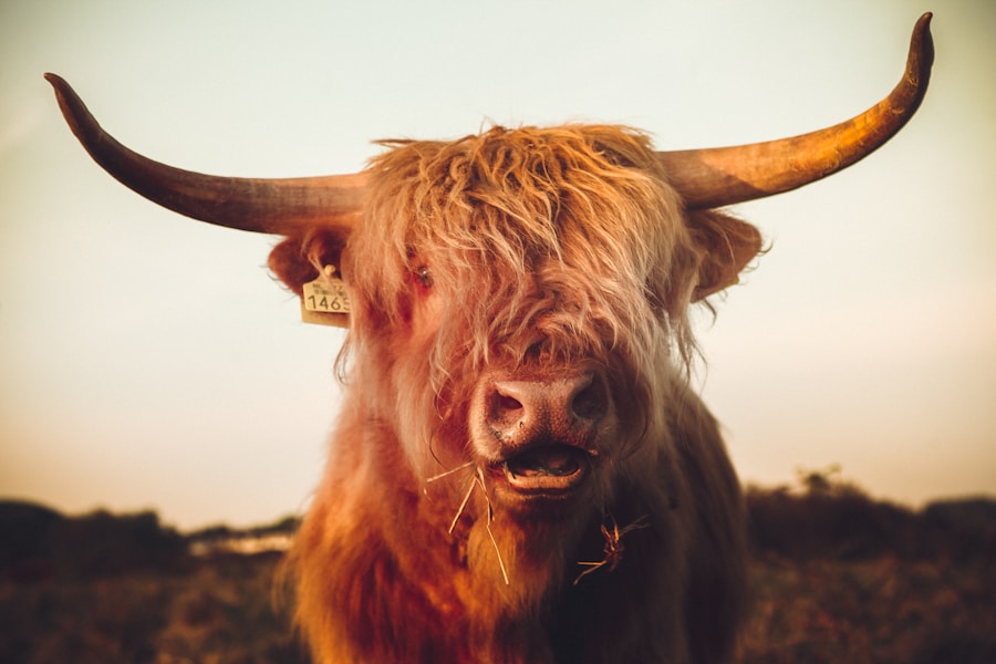 Photo Purple Cow: Transform Your Business by Being Remarkable by Seth Godin
