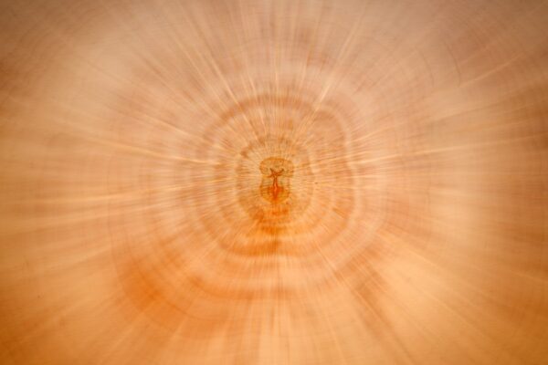 Photo "Transcending the Levels of Consciousness by David R Hawkins"