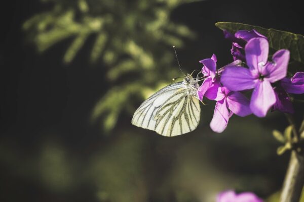 Photo The Fibromyalgia Handbook by Kevin R McCormick