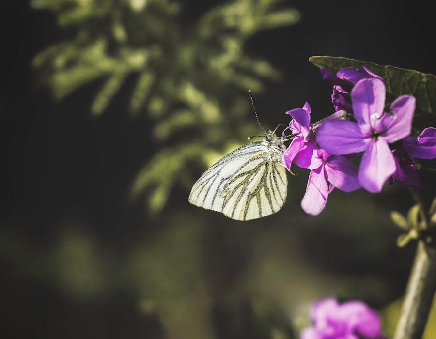 Photo The Fibromyalgia Handbook by Kevin R McCormick