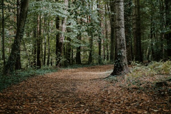 Photo A Walk in the Woods by Bill Bryson