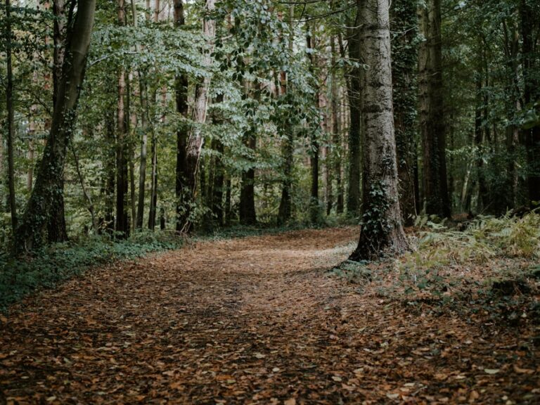Photo A Walk in the Woods by Bill Bryson