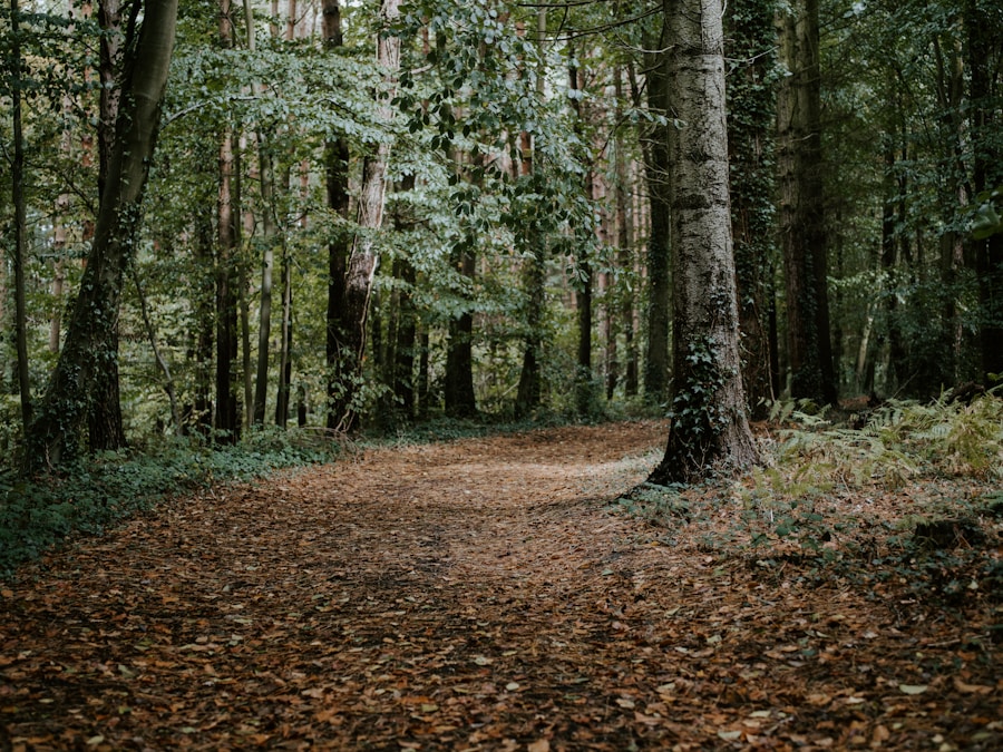 Photo A Walk in the Woods by Bill Bryson