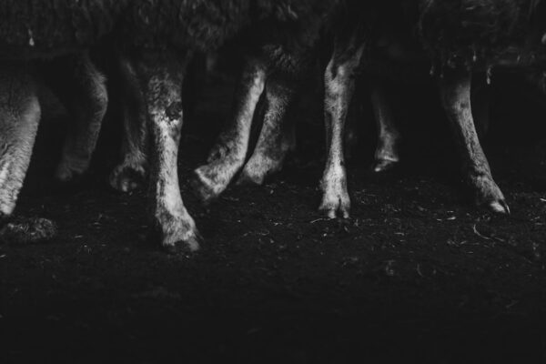 Photo The Omnivore’s Dilemma by Michael Pollan