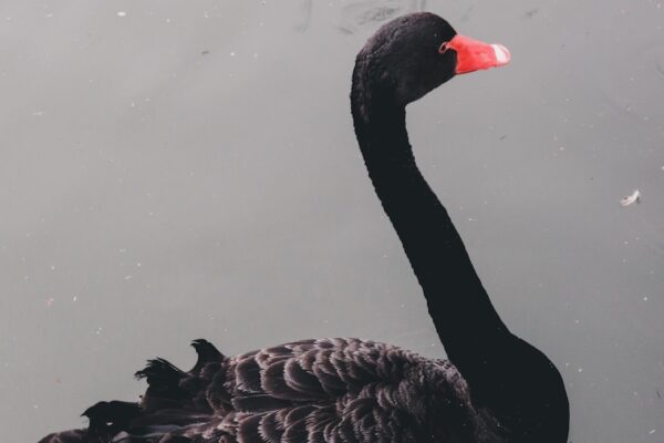 Photo The Black Swan written by Nassim Nicholas Taleb