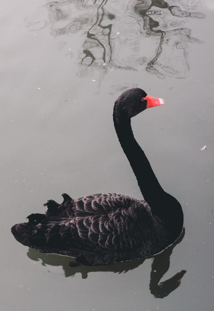 Photo The Black Swan written by Nassim Nicholas Taleb