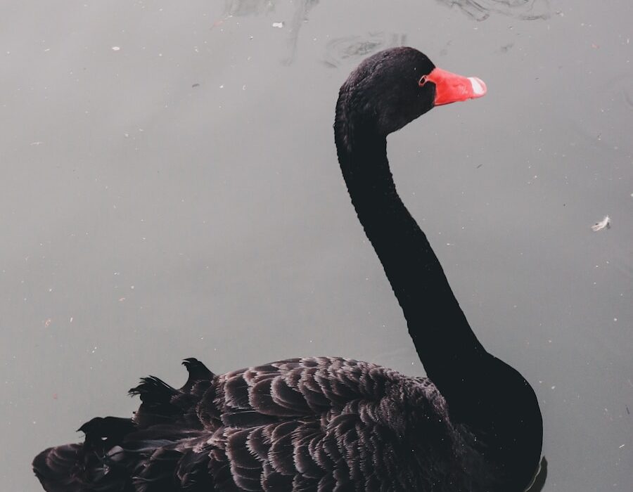 Photo The Black Swan written by Nassim Nicholas Taleb