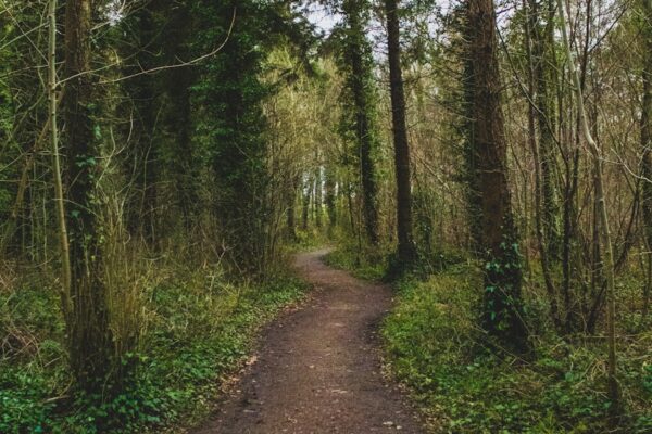 Photo A Walk in the Woods by Bill Bryson