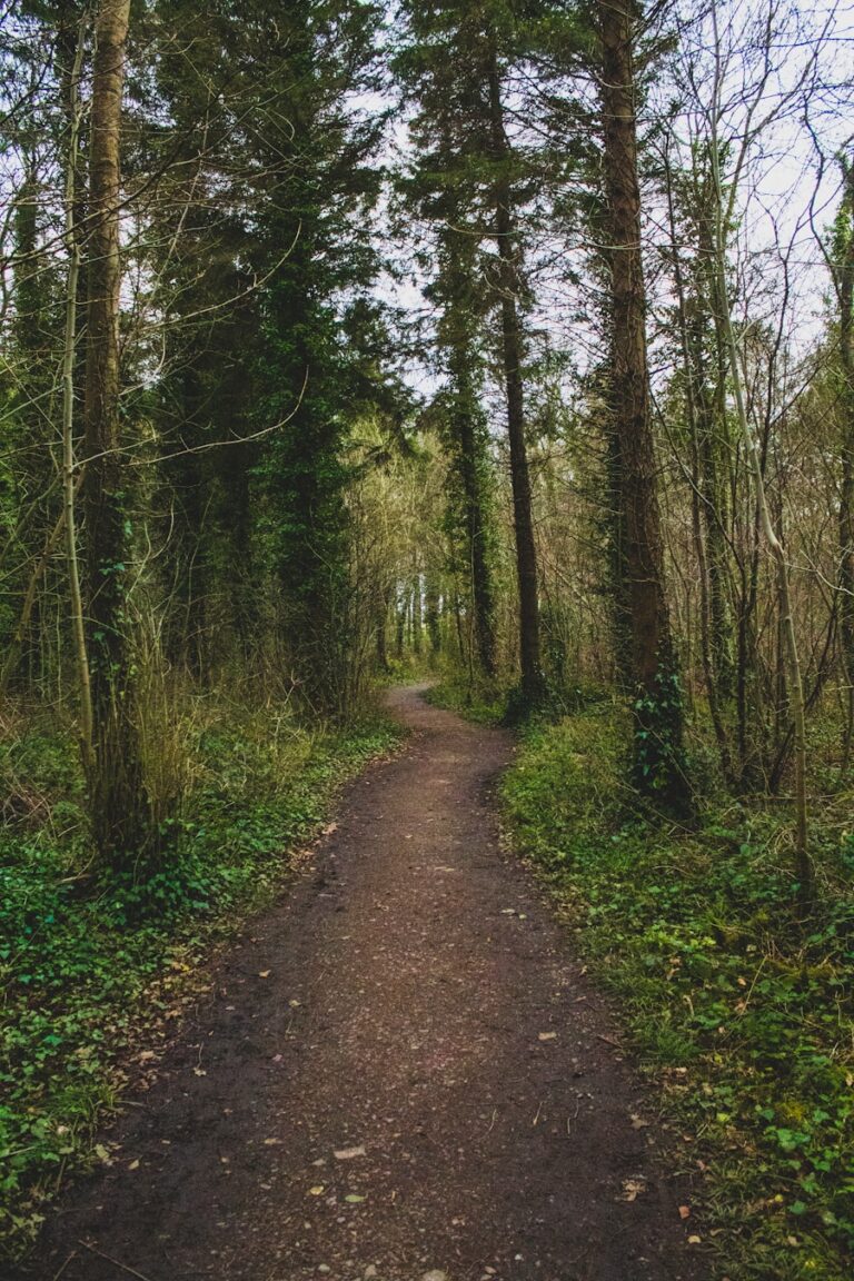 Photo A Walk in the Woods by Bill Bryson