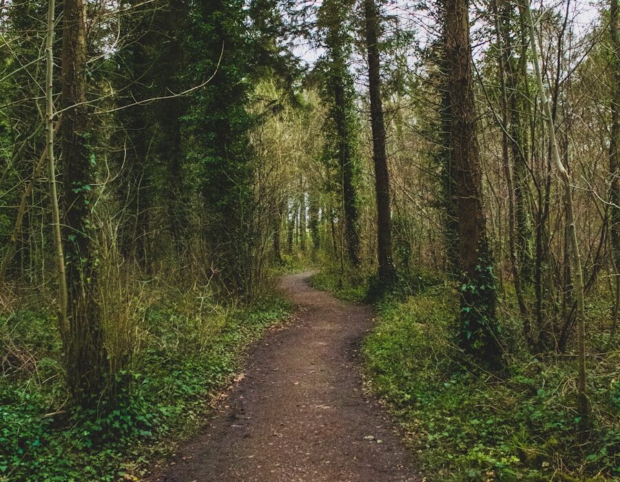 Photo A Walk in the Woods by Bill Bryson