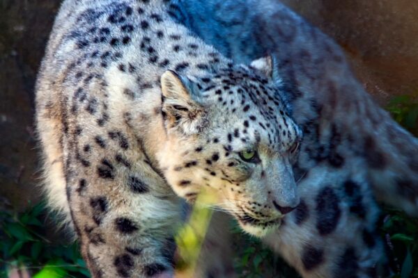 Photo The Snow Leopard by Peter Matthiessen