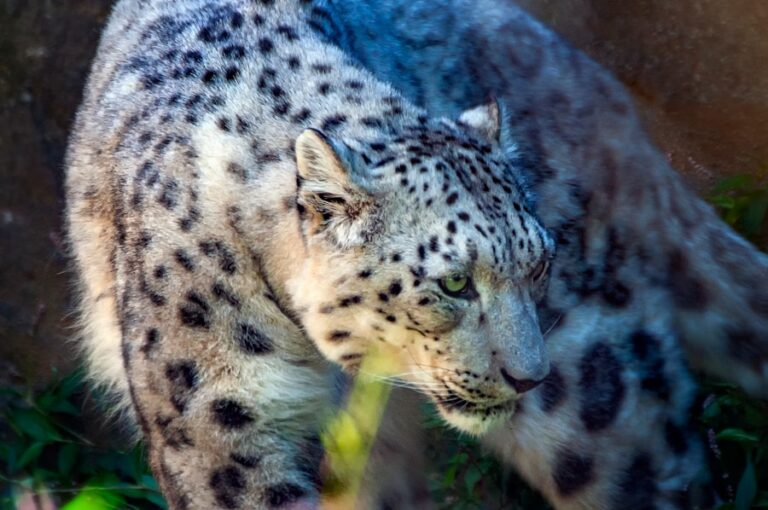 Photo The Snow Leopard by Peter Matthiessen