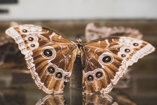 Photo Z Metamorphosis: The Future of Marketing by Scott Klososky