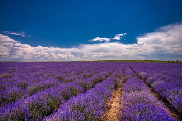 Photo Lavender fields