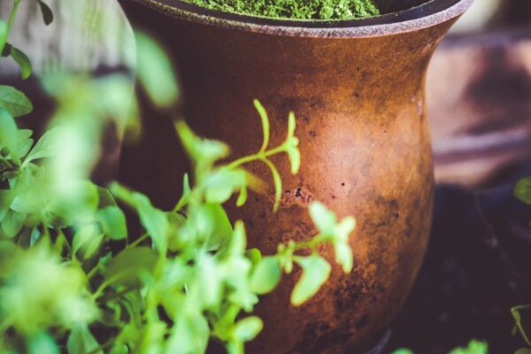 Photo The Healing Power of Herbs by Michael T Murray