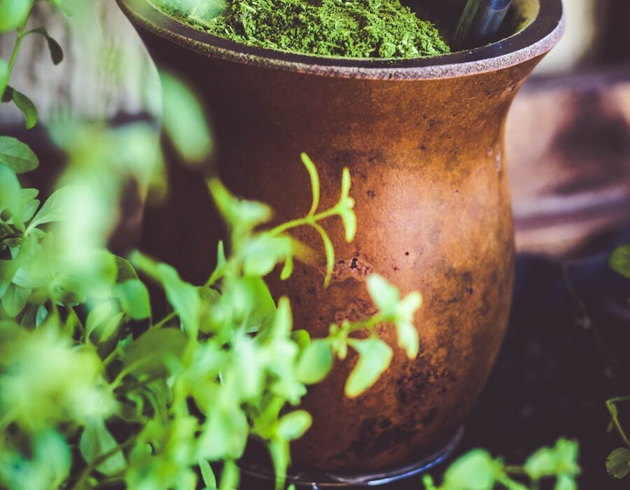 Photo The Healing Power of Herbs by Michael T Murray