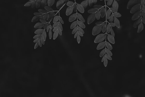 Photo Family tree