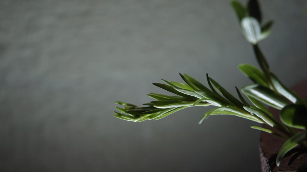 Photo Ayurvedic herbs