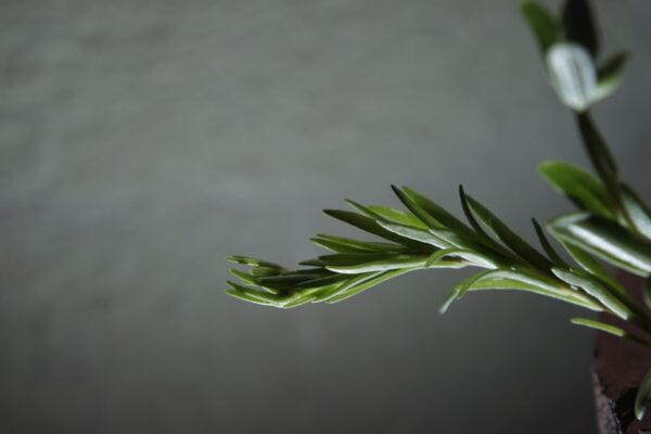 Photo Ayurvedic herbs