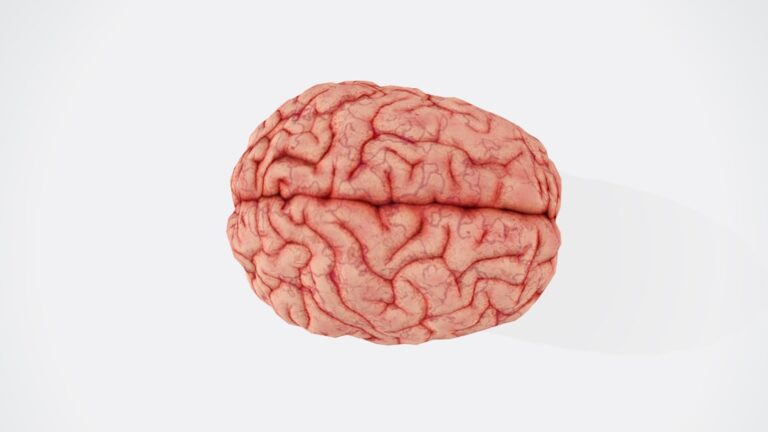 Photo Brain scans