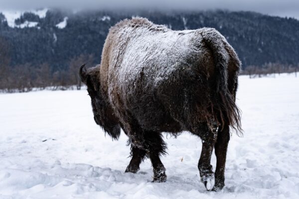 Photo Wildlife conservation