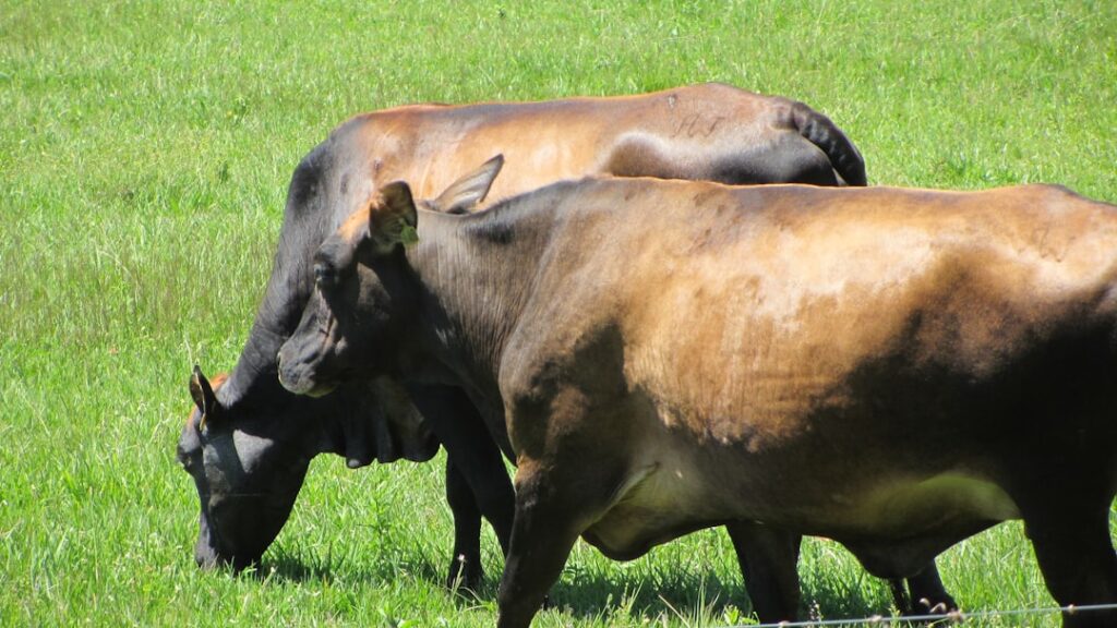 Photo Bull castration