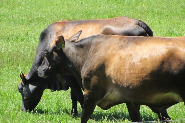 Photo Bull castration