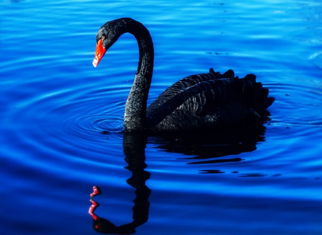 Photo Black swan