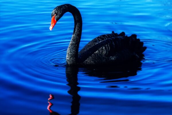 Photo Black swan