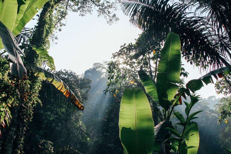 Photo Amazon rainforest