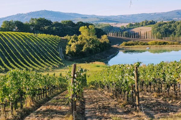 Photo Tuscan vineyard