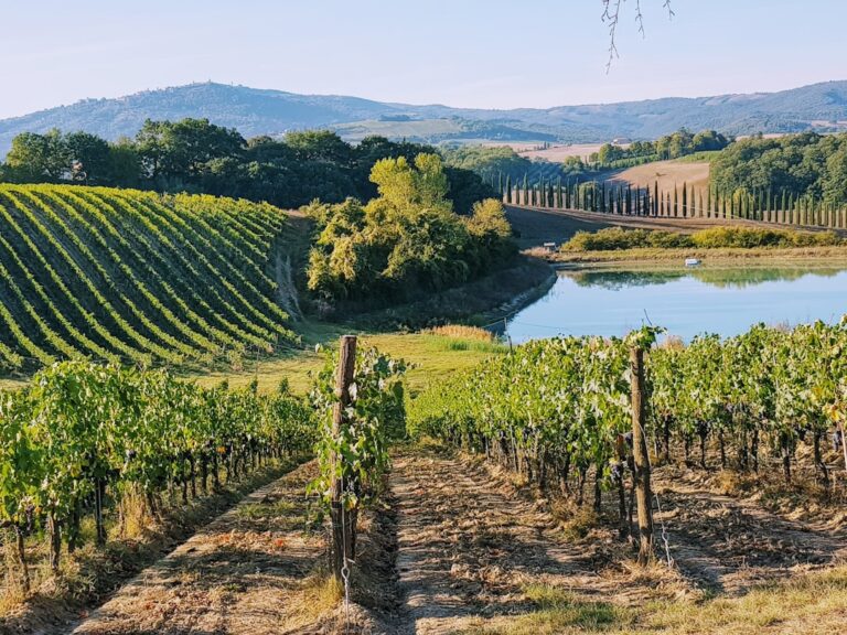 Photo Tuscan vineyard