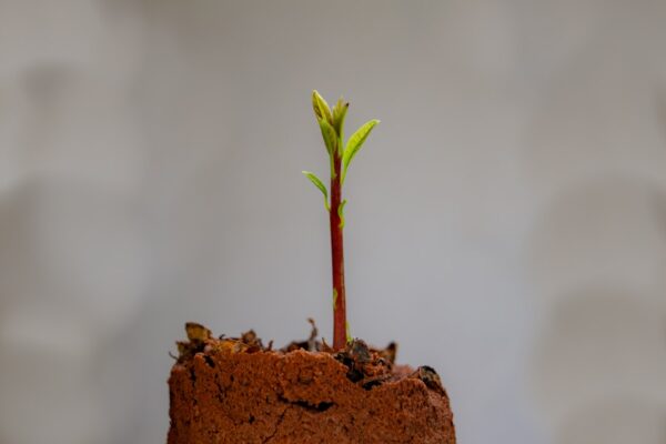 Photo Growth Hacking