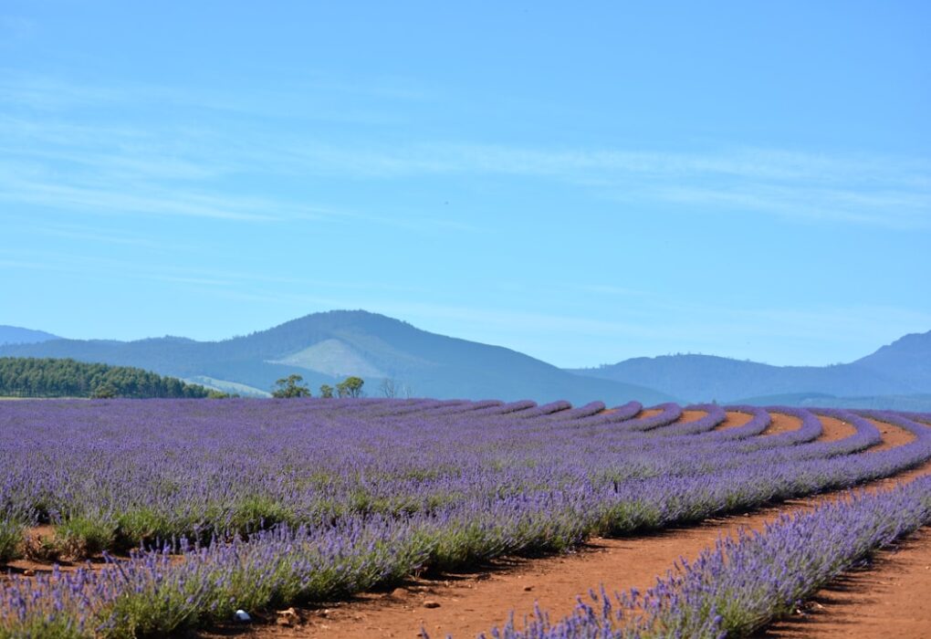 Photo Lavender fields