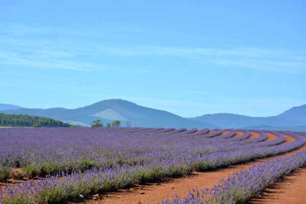 Photo Lavender fields