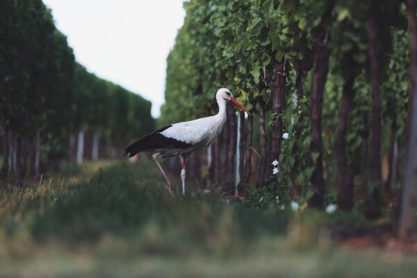 Photo Tuscan vineyard