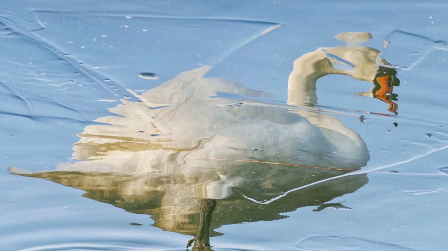 Self-reflection