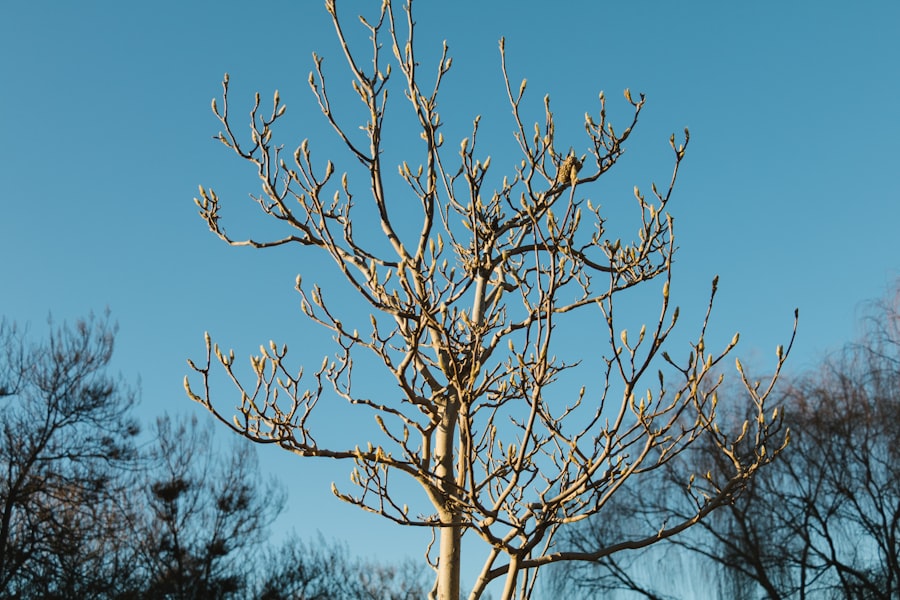 Binary Tree