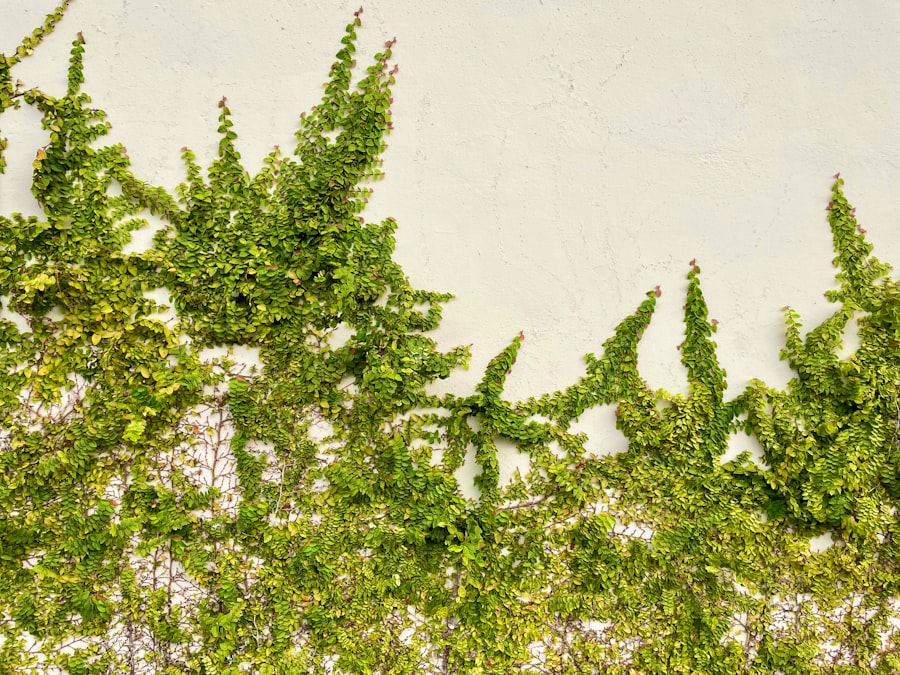 Ayurvedic herbs