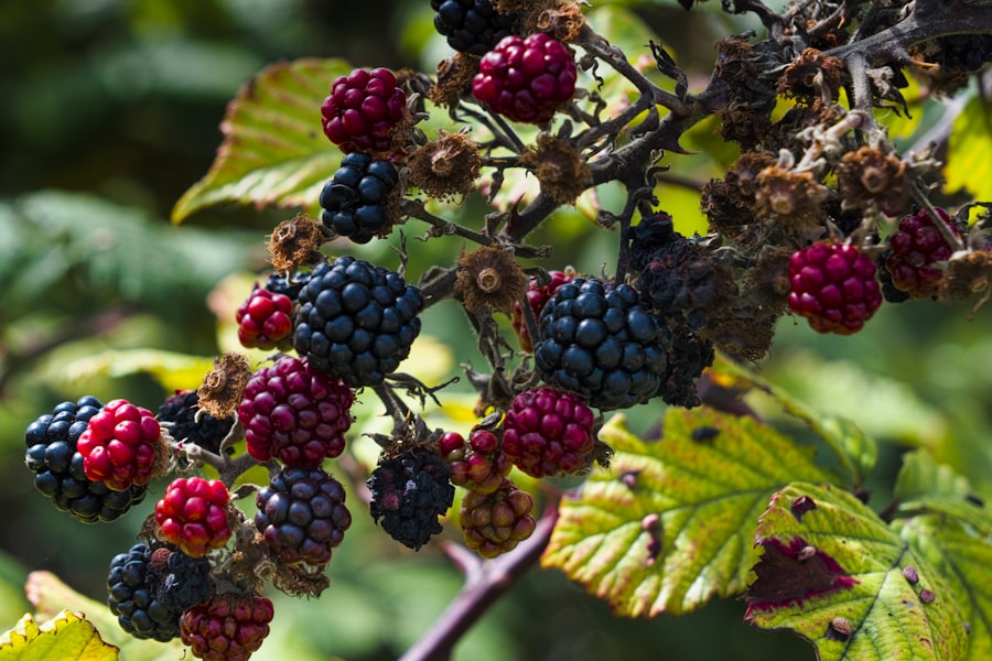 BlackBerry