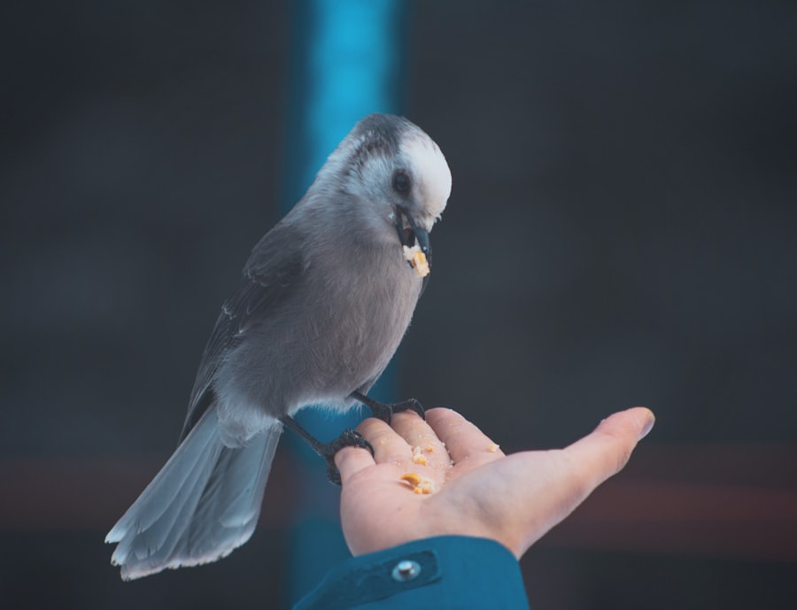 Serenade to the Big Bird