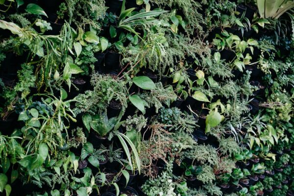 Photo Ayurvedic herbs
