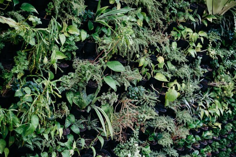 Photo Ayurvedic herbs